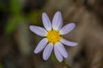 Entireleaf western daisy